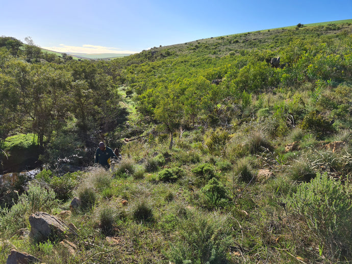 Fynbos On Shale