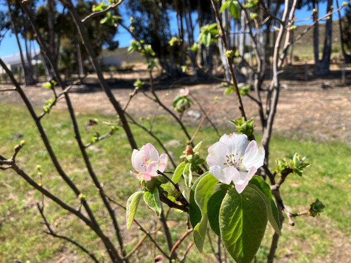 Spring, where are you?